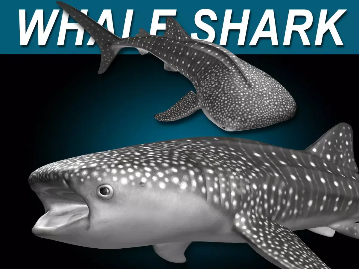 Whale Shark 3D model shop