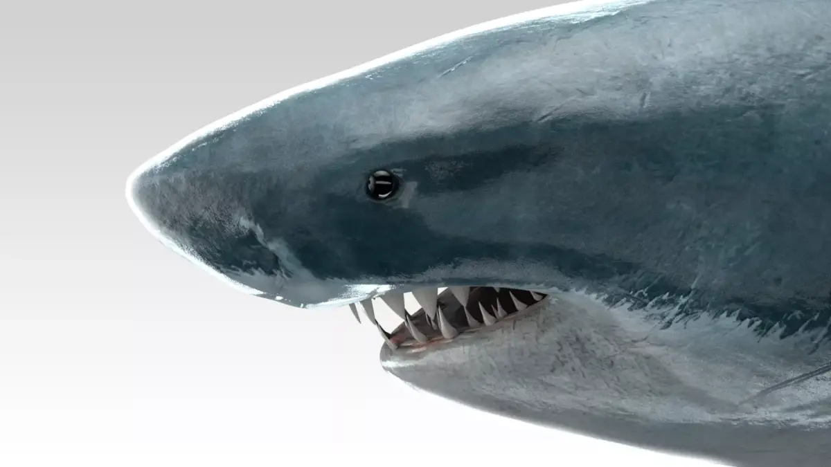 Great White Shark - Octane Support Low-poly 3D model
