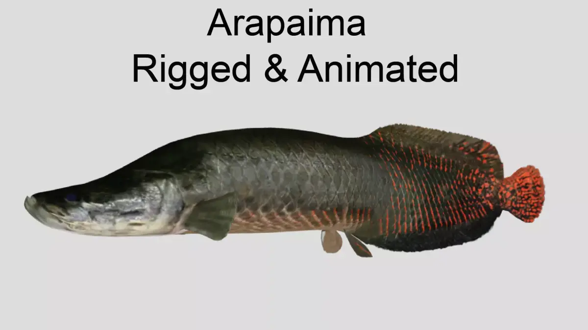 Arapaima Realistic Animated Low-poly 3D model