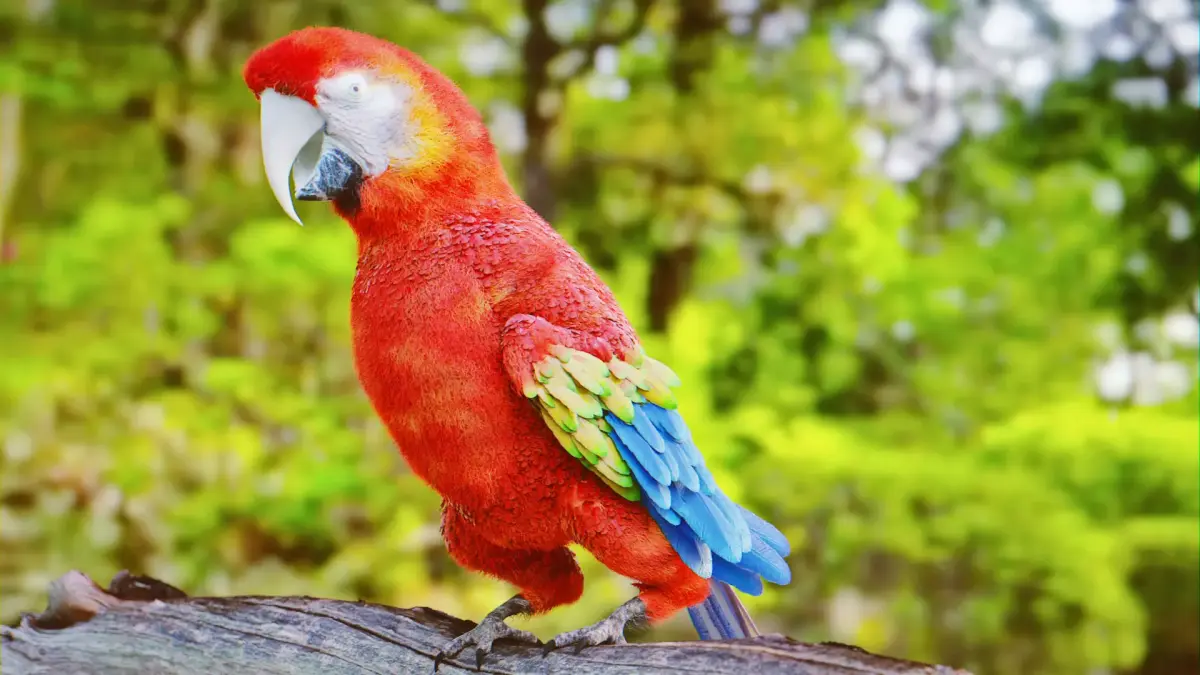Parrot Rigged Low-poly 3D model