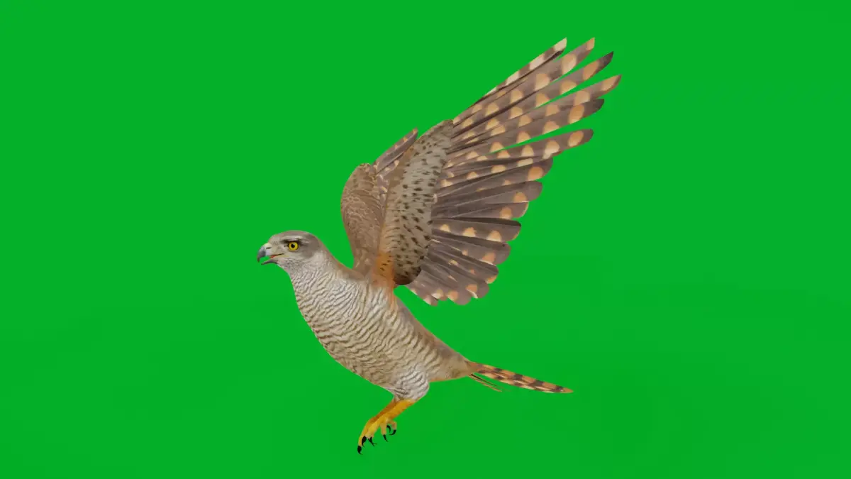 Eurasian Goshawk Bird Low-poly 3D model