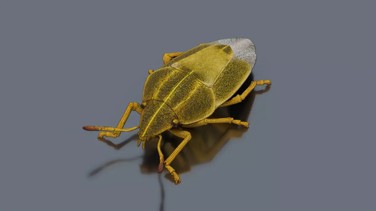 Stink bug Low-poly 3D model purchase