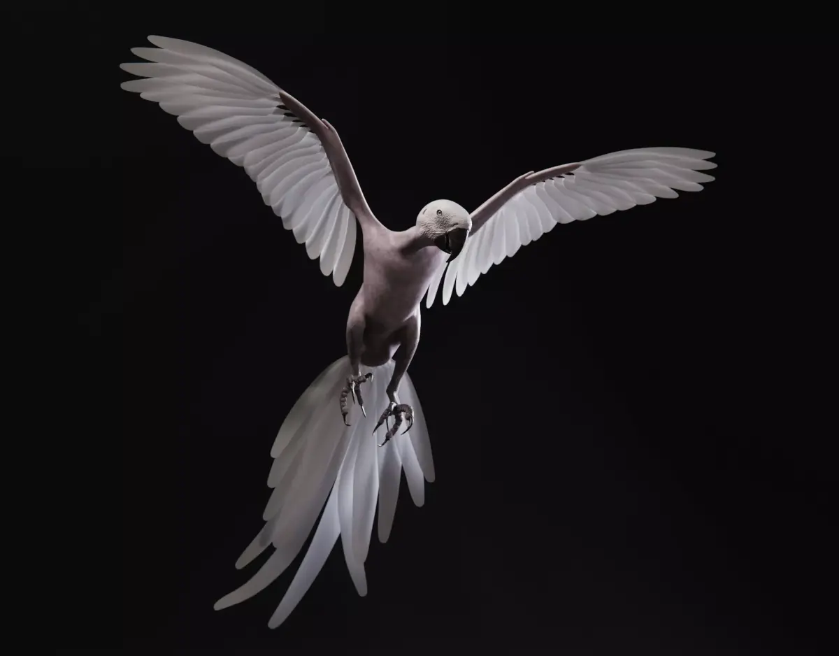 Realistic 3D model of Macaw with texture pack 3D model
