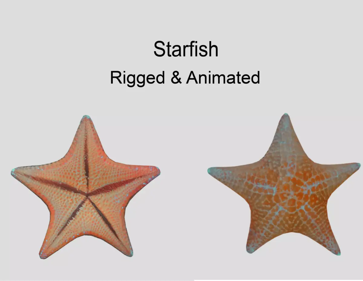 Starfish Low-poly 3D model 2