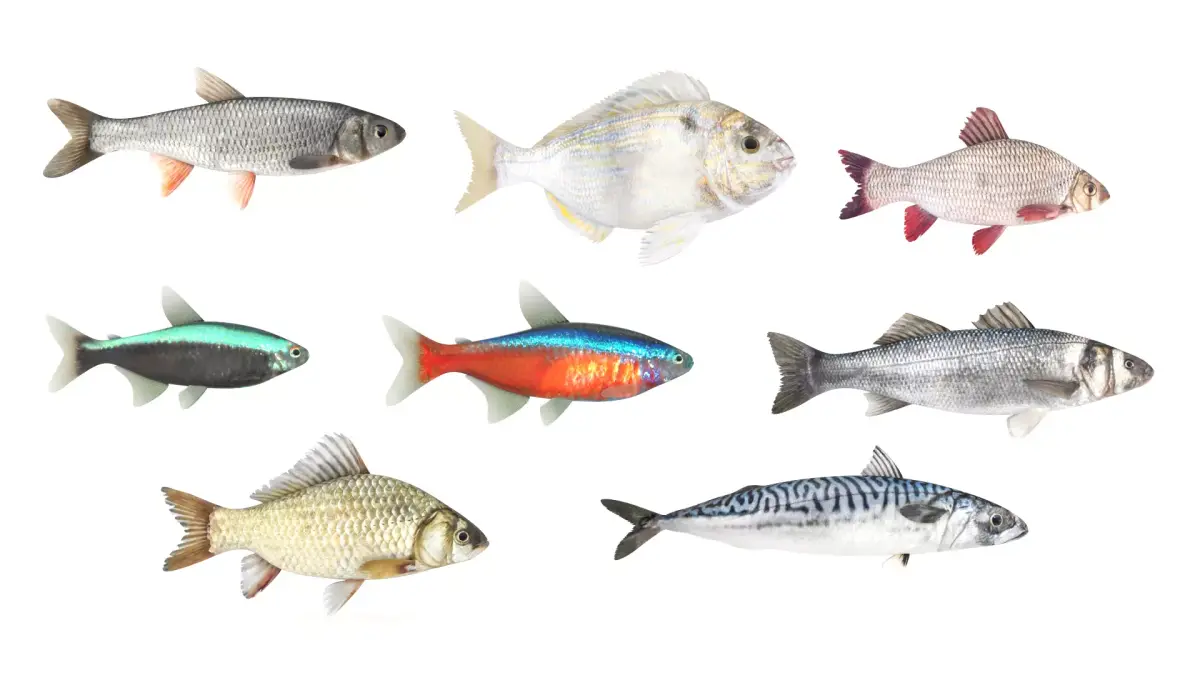 Fish Collection 3D model 4