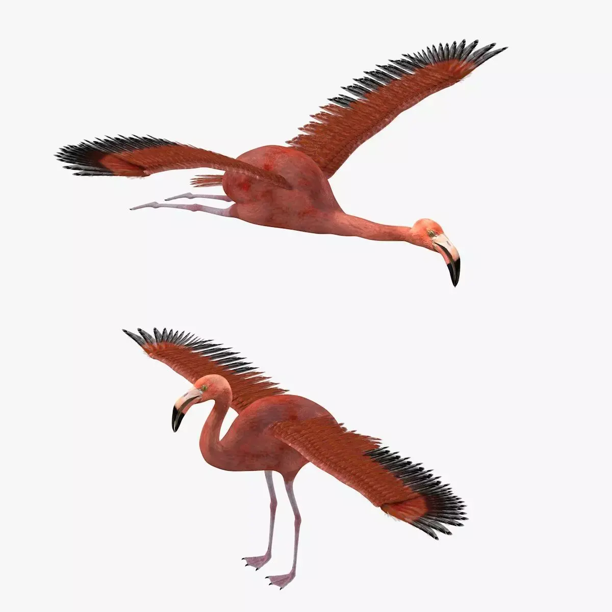 Flamingo bird rigged 3d model Low-poly 3D model