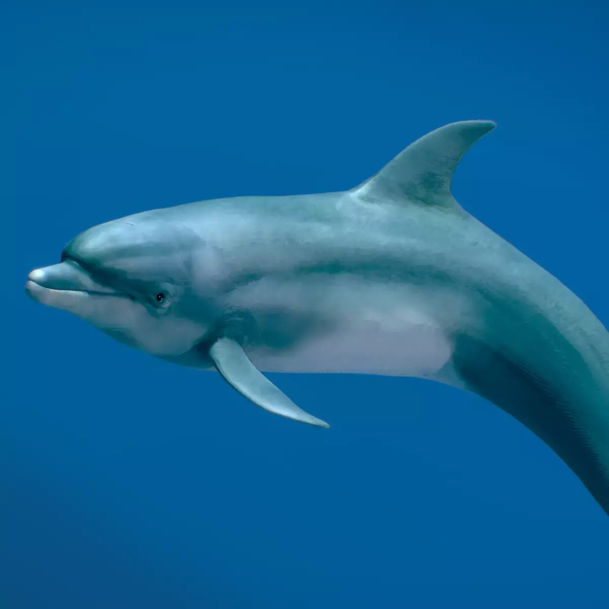 Bottlenose Dolphin 3D model purchase