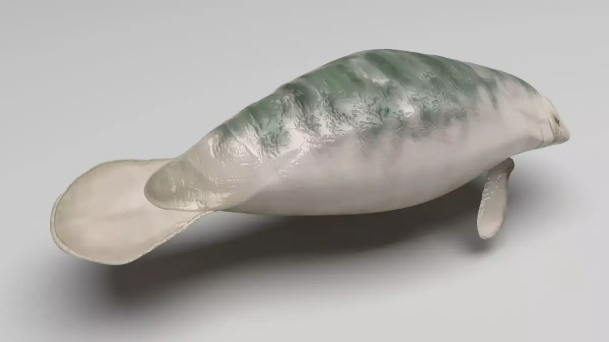 Manatee 3D model