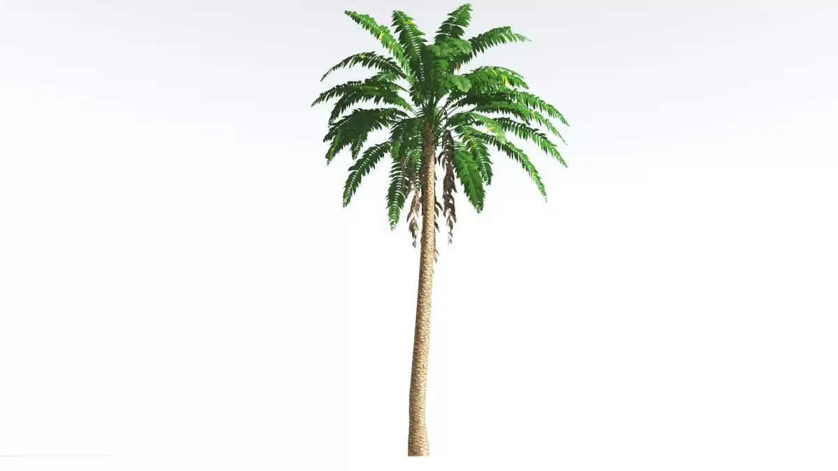 EVERYPlant African Oil Palm LowPoly 4 --16 Models-- Low-poly 3D model