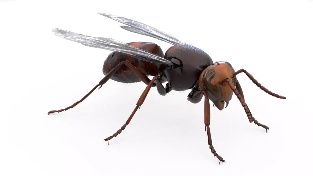4K Honey Bee Low-poly 3D model