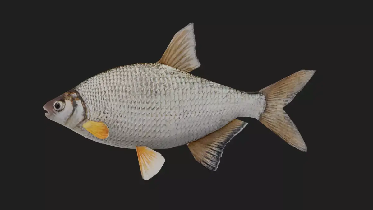 Bream Low-poly 3D model