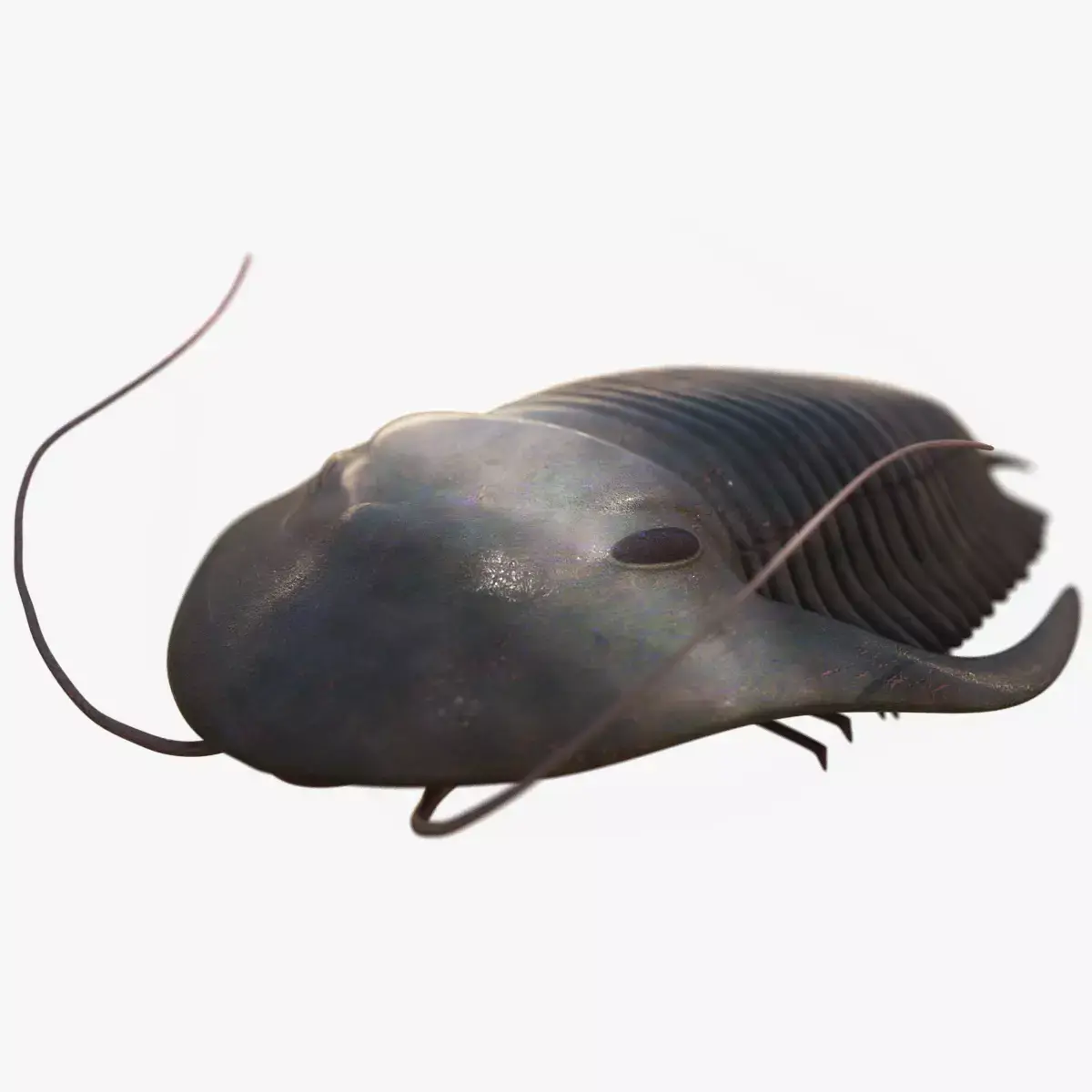 Trilobite Low-poly 3D model