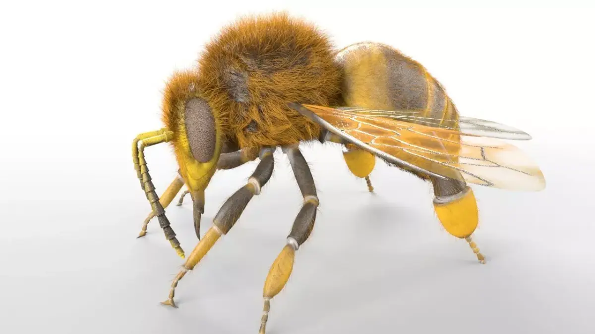 Bee Insect Low-poly 3D model purchase