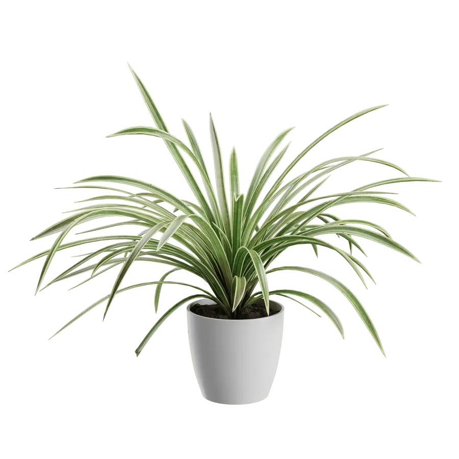  Spider Plant Model  purchase