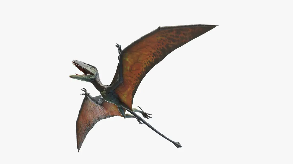 Dimorphodon 3D model