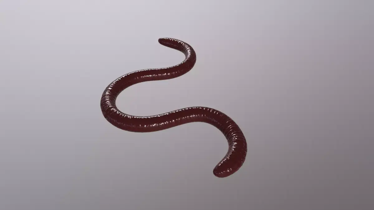 EARTHWORM worm Low-poly 3D model