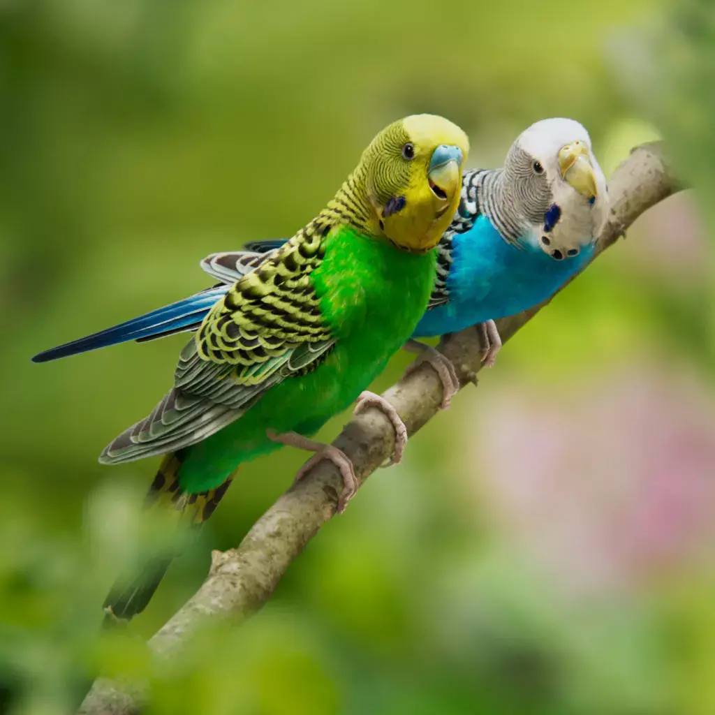 Budgerigar Animated VFX Grace 3D model