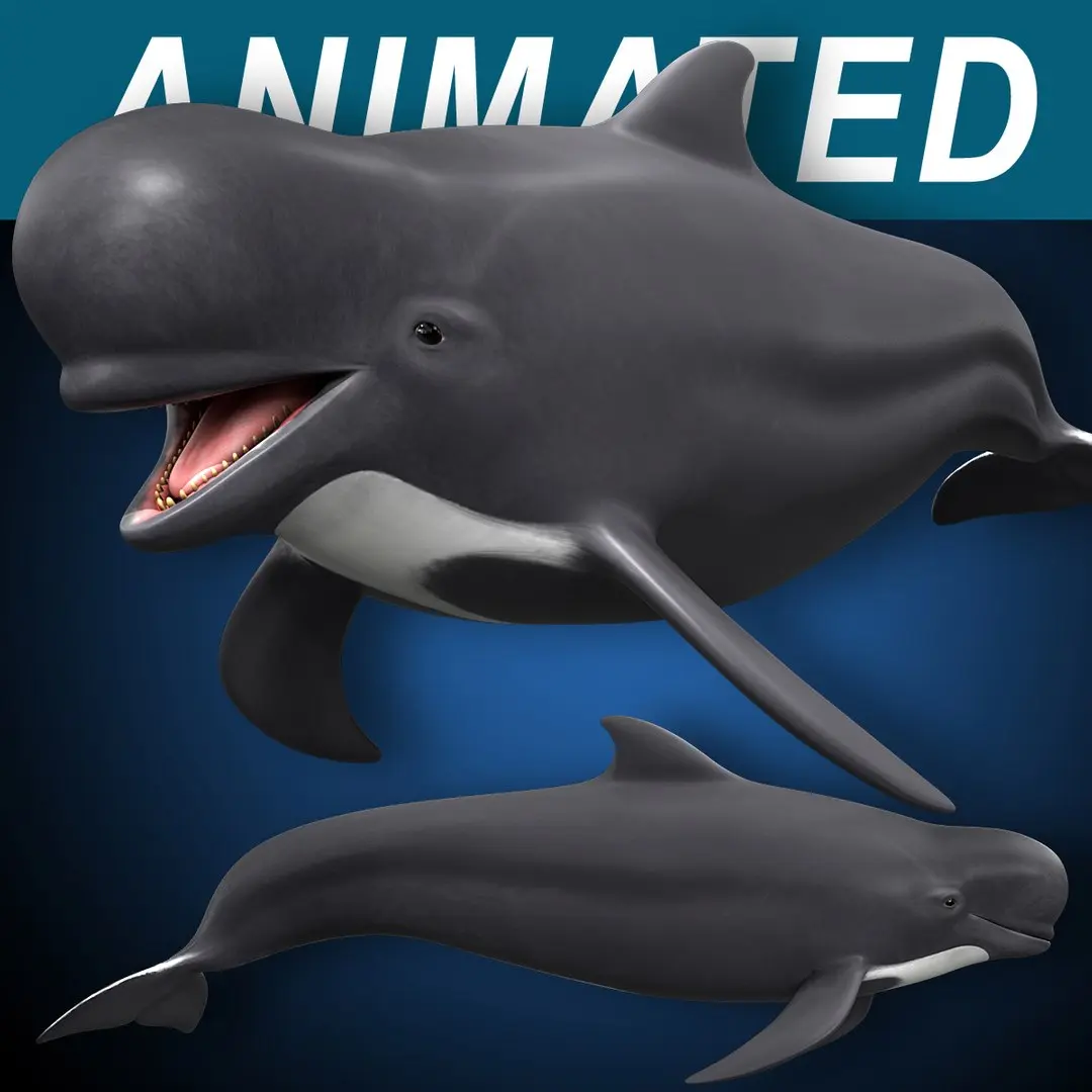 Pilot Whale 3D model buy