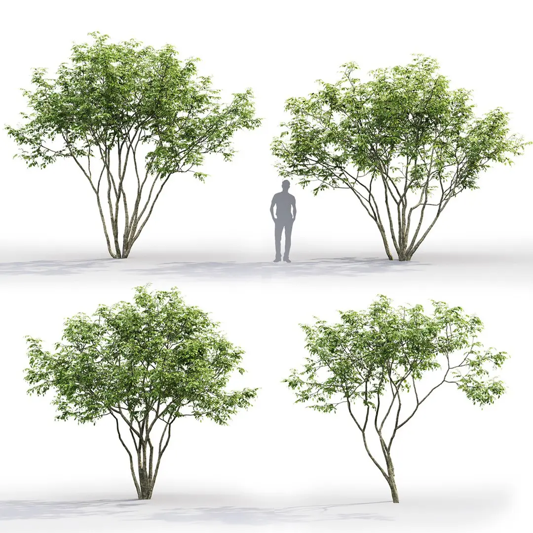 Amelanchier #1 3D model