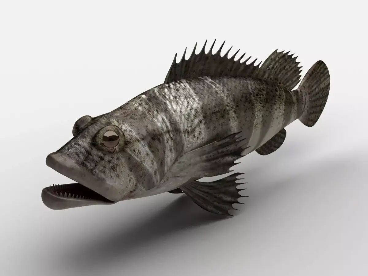 Grouper Epinephelussp Rockfish Low-poly 3D model