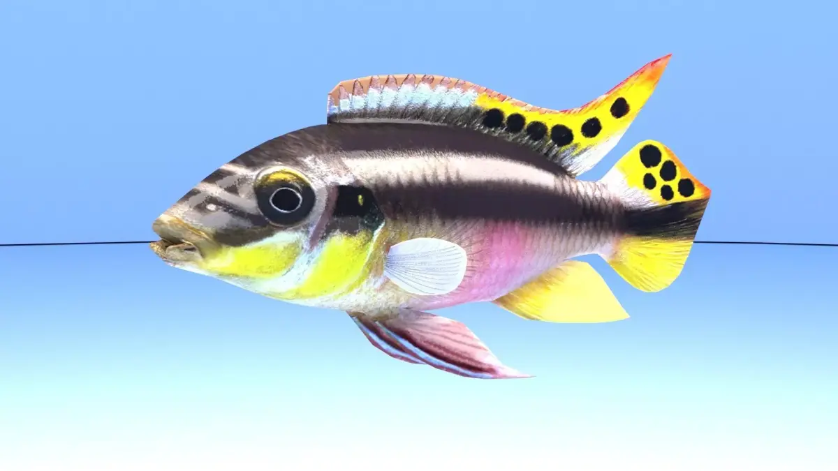 kribensis cichlid fish Pelvicachromis pulcher Low-poly 3D model