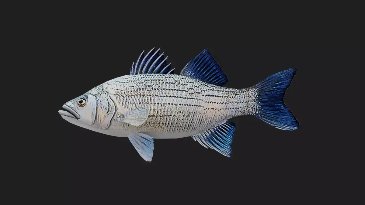 Whitebass Low-poly 3D model