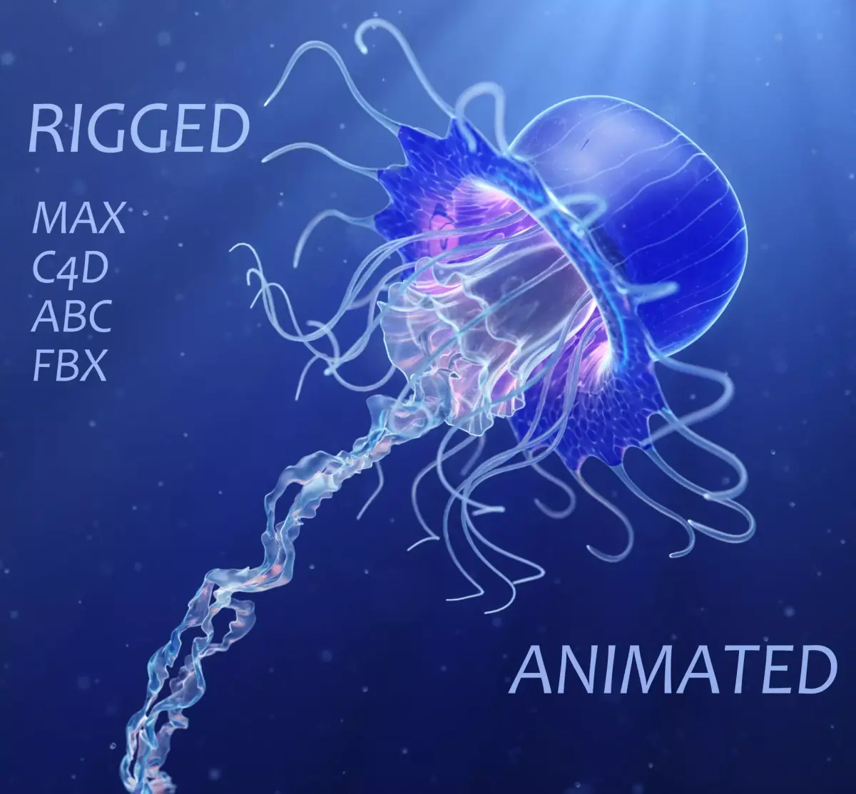 Jellyfish Realistic rigged animated 3D model