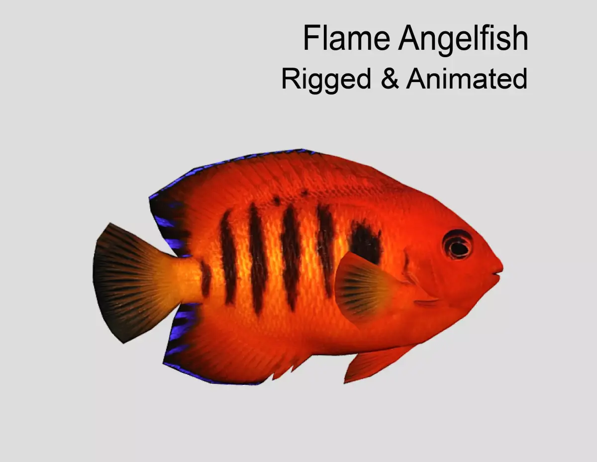 Flame Angelfish Low-poly 3D model