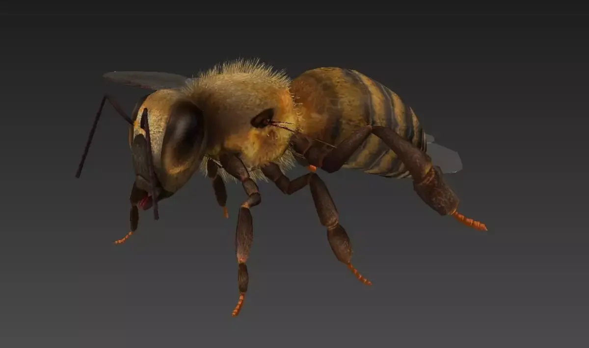 honeybee bee Low-poly 3D model purchase