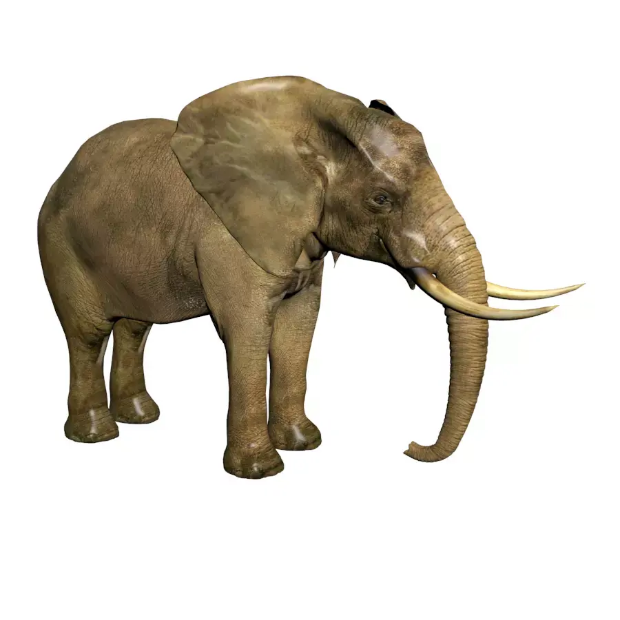 Elephant with tusks 3D model purchase