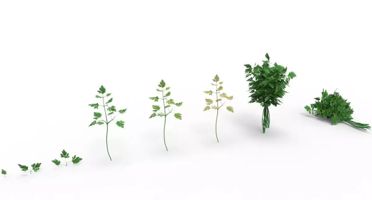 parsley 3D model get