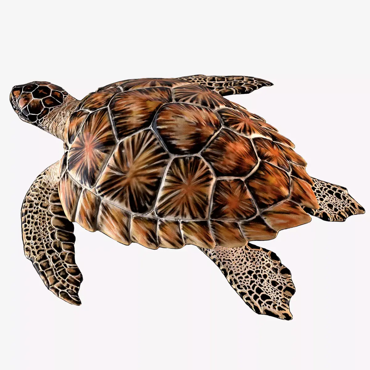 Hawksbill Sea Turtle 3D model