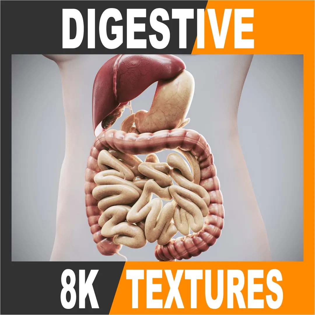 Human Female Digestive Anatomy 3D model