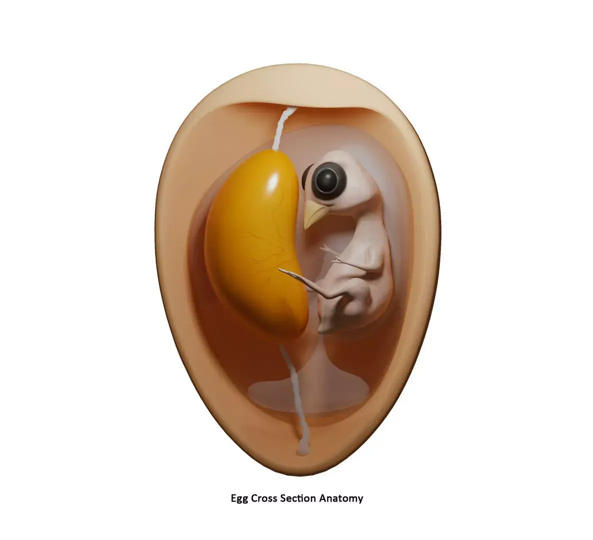 Egg Cross Section Embryo Anatomy 3D model
