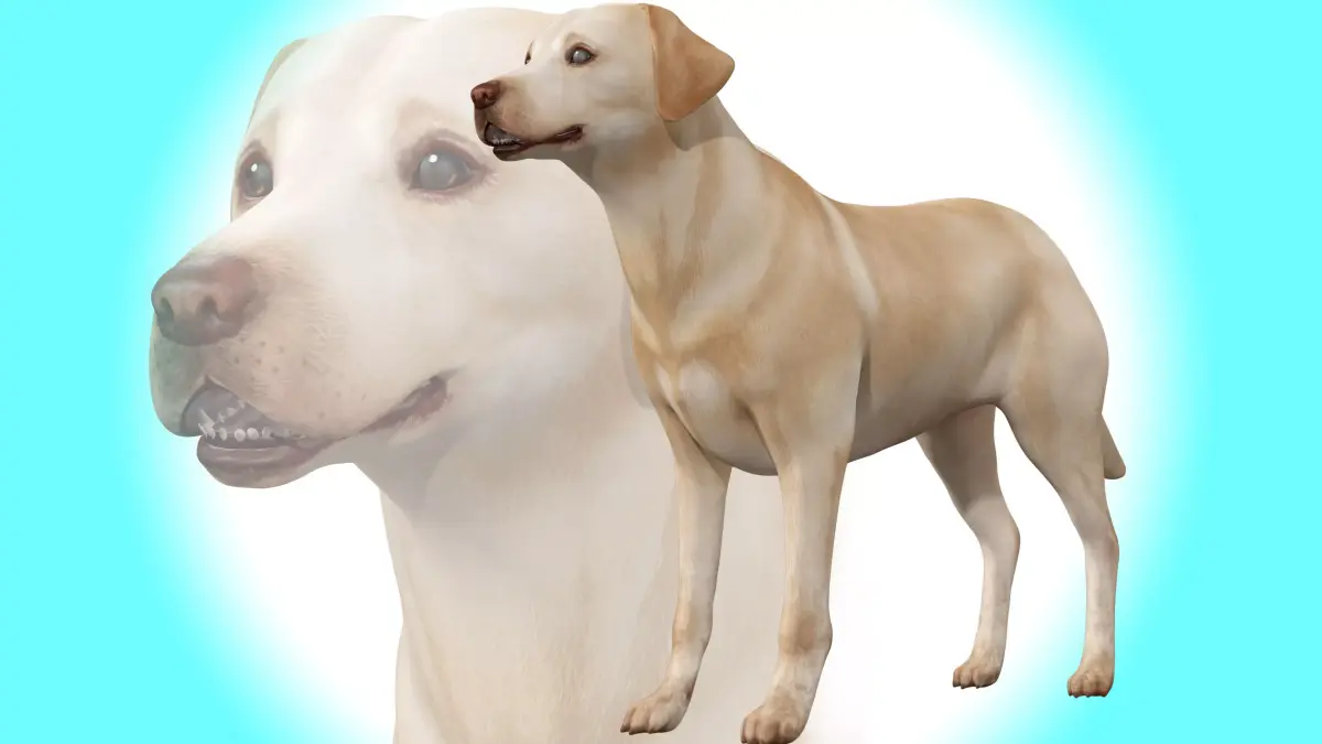 Dog - Labrador Retriever Rig 3D model purchase
