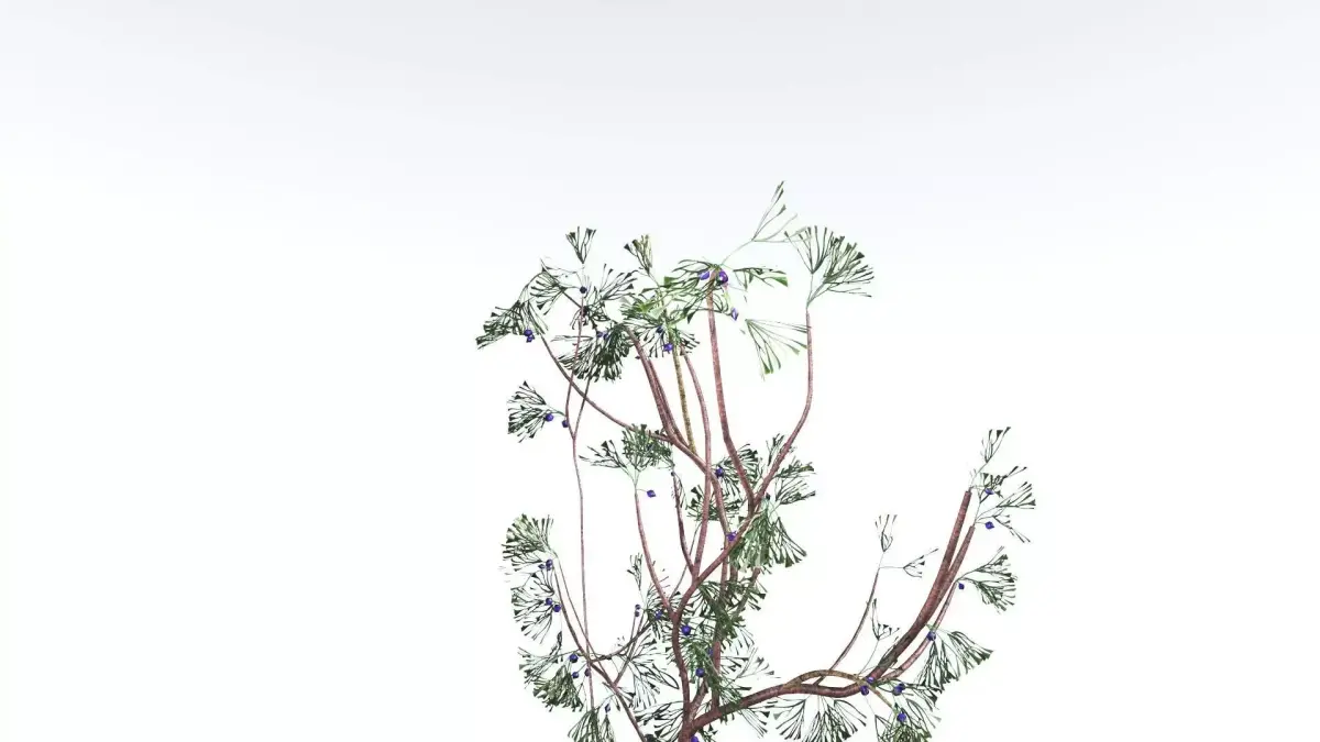 EVERYPlant Baiera LowPoly 4 --14 Models-- Low-poly 3D model