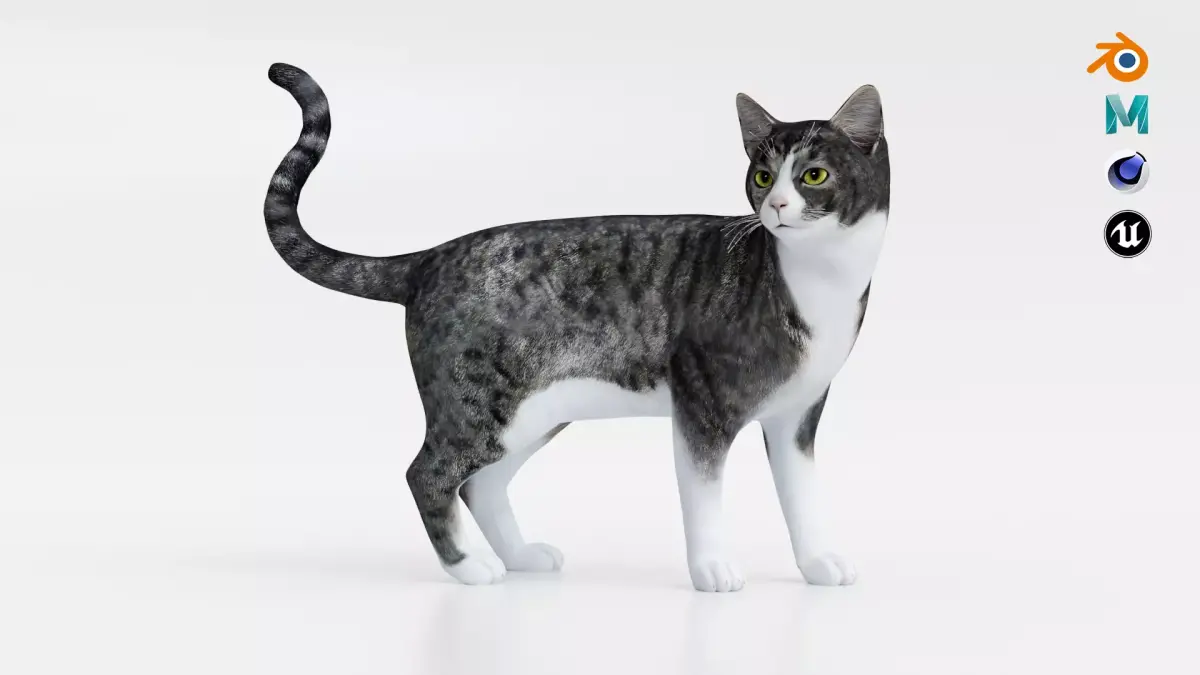 Realistic Cat tabby Low-poly 3D model