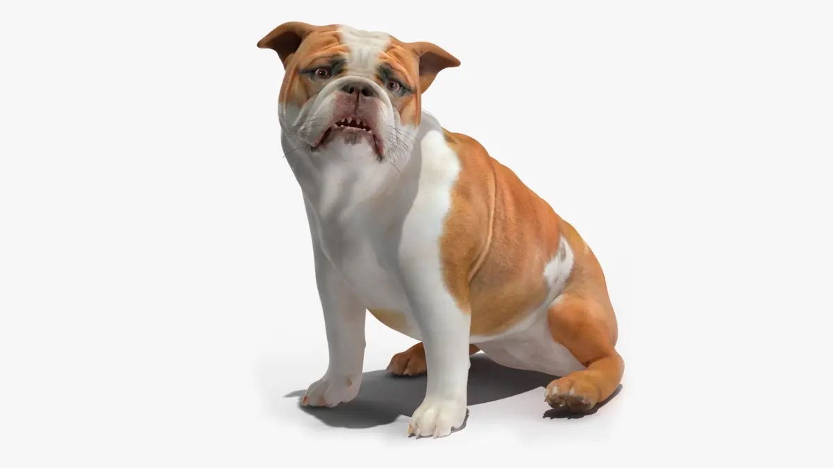 Bulldog Rigged for Cinema 4D 3D model