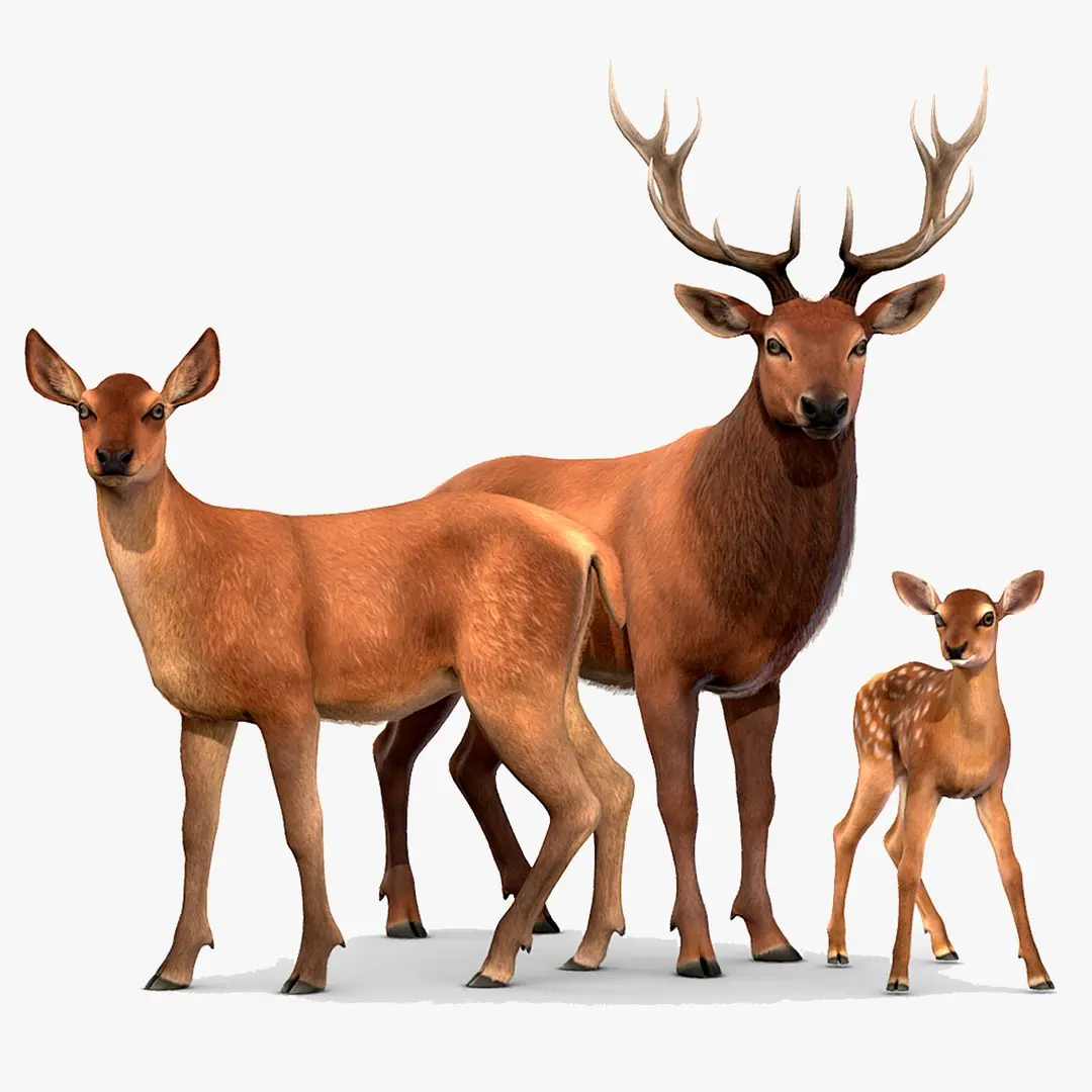 Red Deer Family 3D model