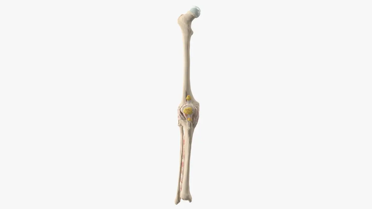 Human Knee Bone Set 3D model