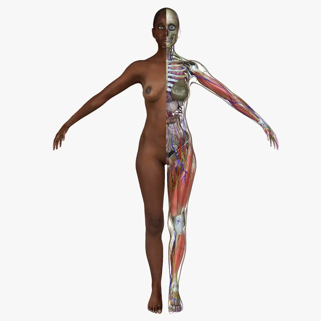 Ultimate Complete African American Anatomy 3D model purchase 3D model