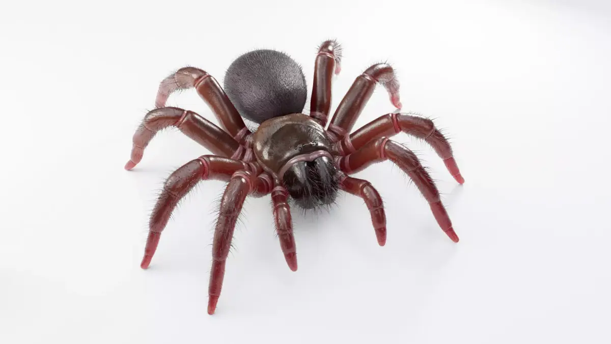 Trapdoor Spider Low-poly 3D model purchase