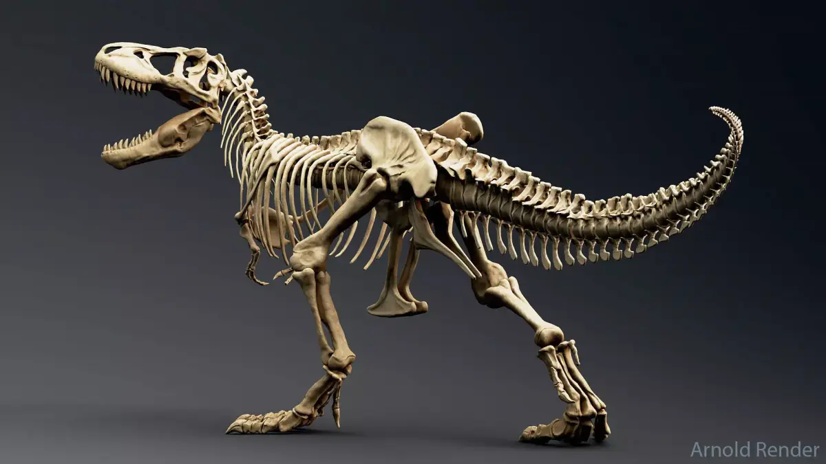 Dinosaur Tyrannosaurus Rex Sue Skeleton -UnrealEngine and Unity  Low-poly 3D model