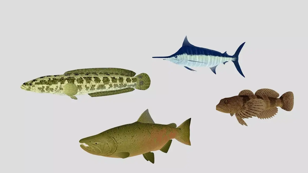 Fish Collection 03 Low-poly 3D model