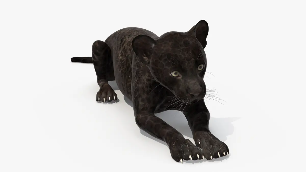 Panther Cub Lying Down 3D model