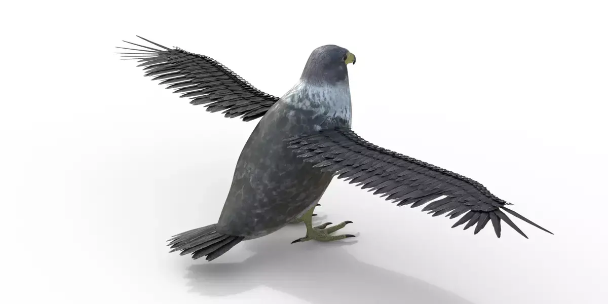 Falcon Bird Rigged 3d model Free low-poly 3D model