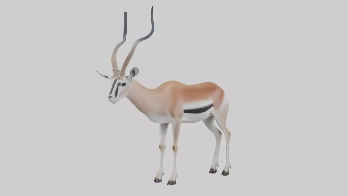 Cuviers gazelle Low-poly 3D model