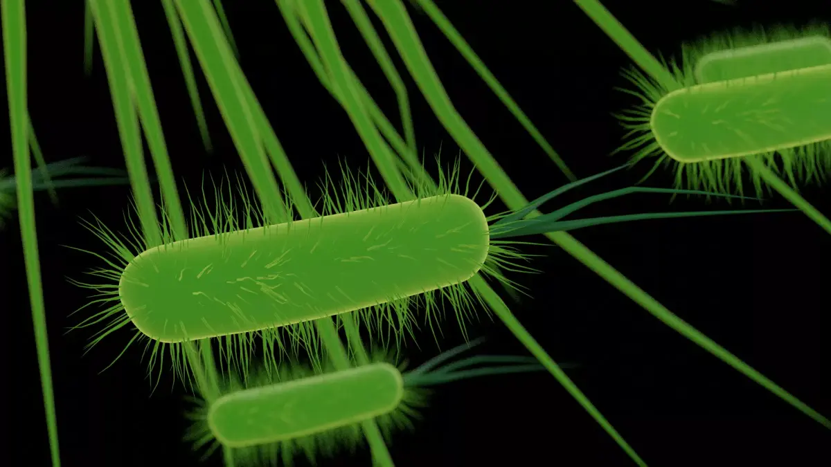 Bacteria bacterium 3D model