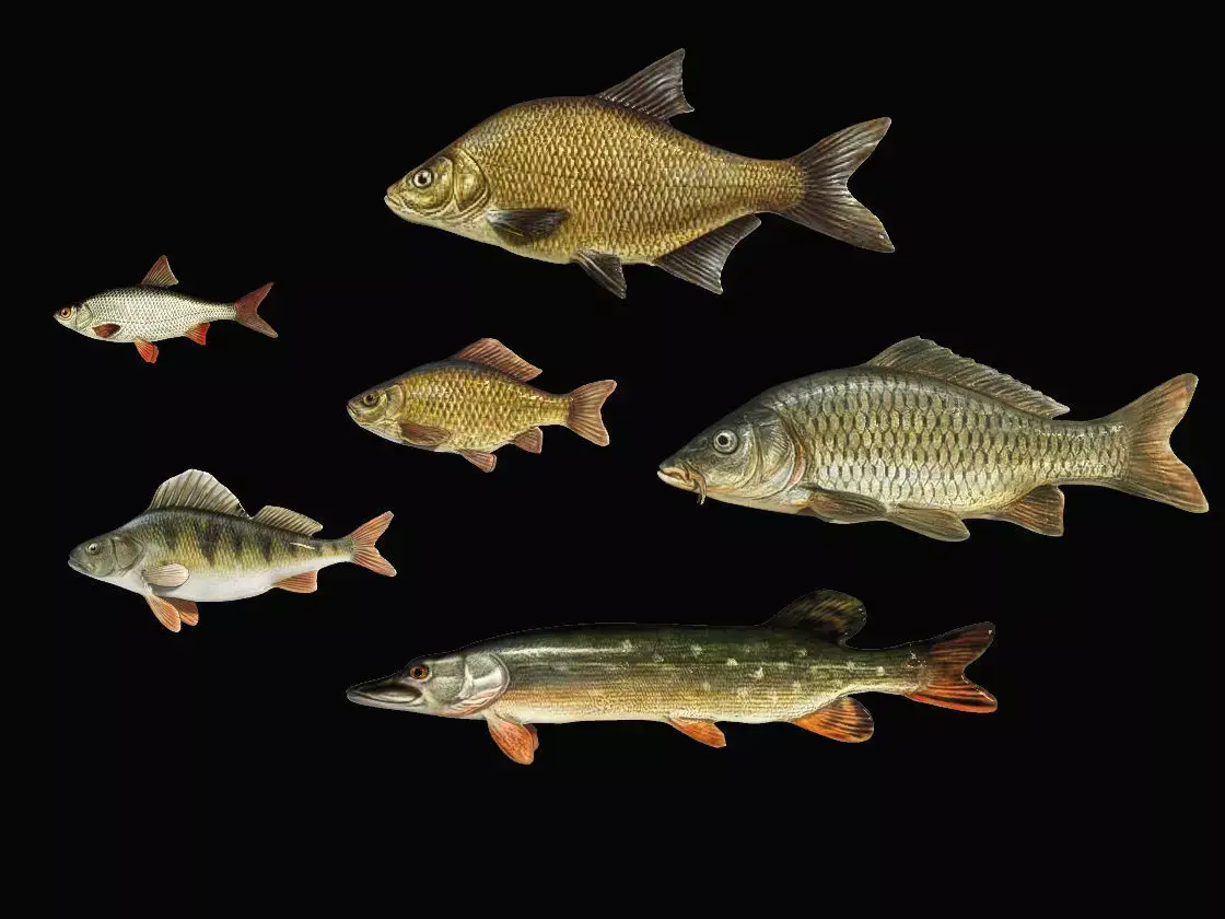 River fish collection Low-poly 3D model
