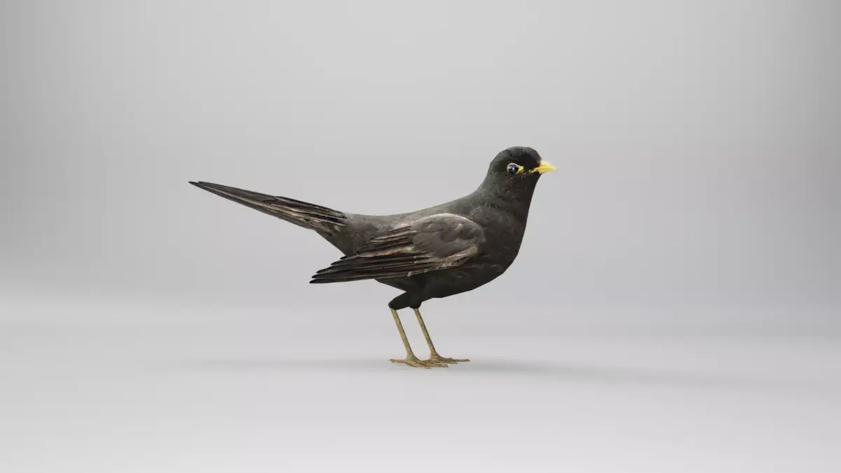 BLACK BIRD RIGGED 3D model